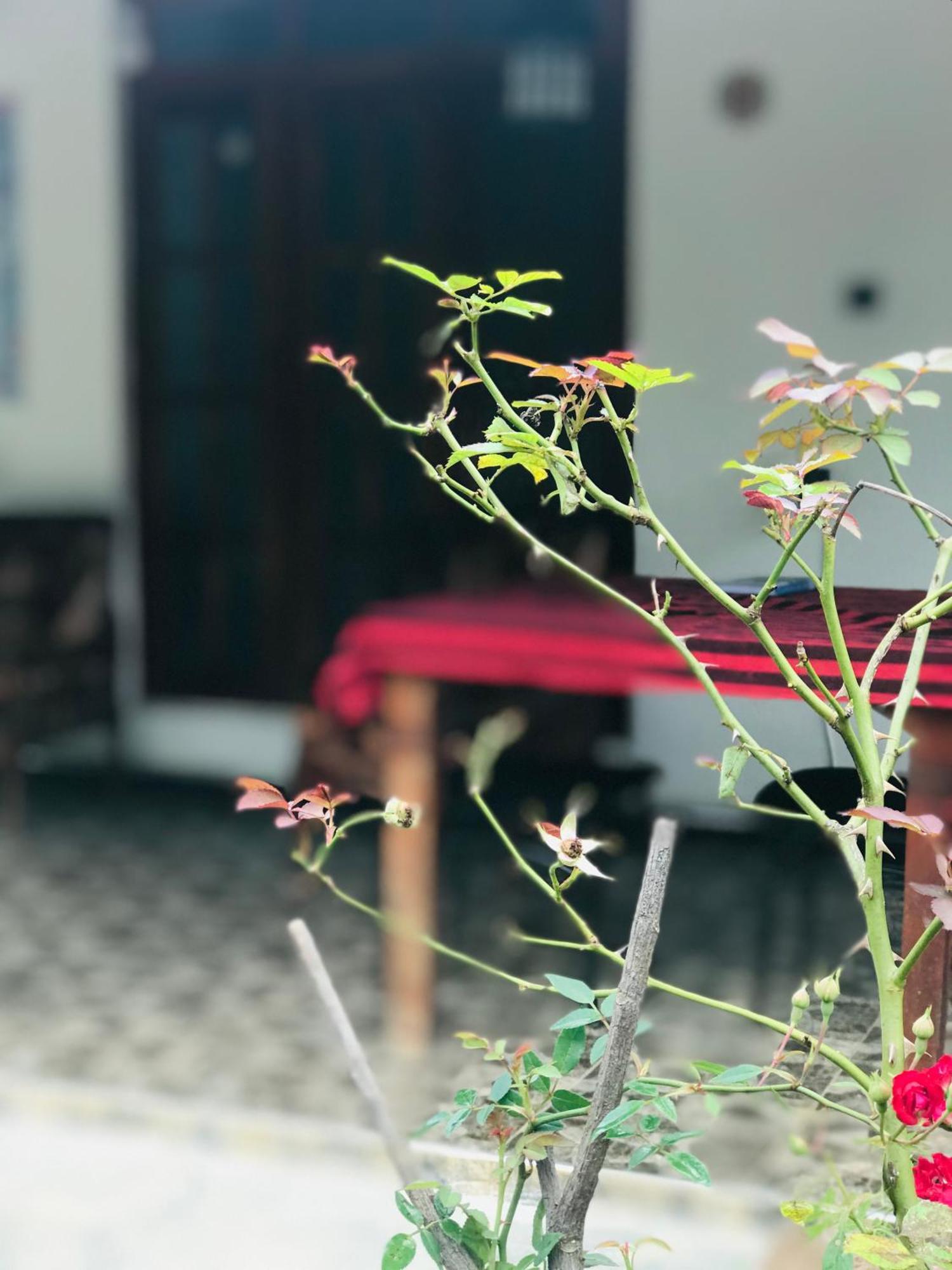 Cinnamon Homestay Ella Exterior photo