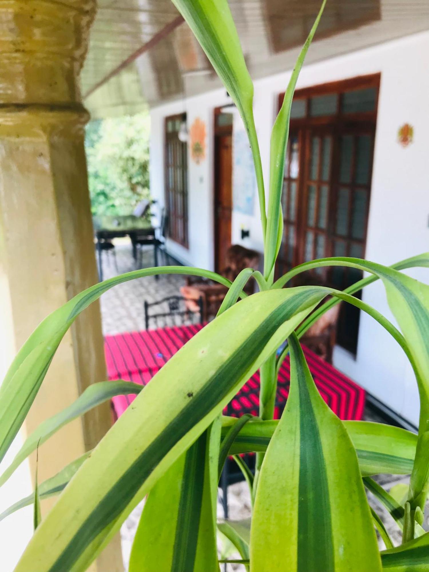 Cinnamon Homestay Ella Exterior photo